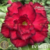 Muda Rosa do Deserto de enxerto com flor Tripla na cor Vermelha com borda escura - Matriz EVM 161
