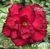 Muda Rosa do Deserto de enxerto com flor tripla na cor Vermelha - EV161/21