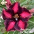 Muda Rosa do Deserto de enxerto com flor simples na cor matizada - BELA DONA EV164/21