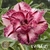 Muda Rosa do Deserto de enxerto com flor dobrada na cor matizada - EV166/21