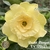 Muda Rosa do Deserto de enxerto com flor tripla bouquet na cor amarela - BRIDAL BOUQUET EV170/21