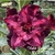 Muda Rosa do Deserto de enxerto com flor tripla na cor matizada - VIOLET PERFUMADA EV171/21