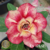 Muda Rosa do Deserto de enxerto com flor dobrada na cor matizada - MEL EV176-21