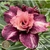 Muda Rosa do Deserto de enxerto com flor dobrada na cor Rosa Matizada - PERFUMADA EV179/21