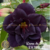 Muda Rosa do Deserto de enxerto com flor Tripla na cor Negra/Roxa - Matriz EV 180 DAMA DA NOITE