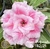 Muda Rosa do Deserto de enxerto com flor tripla na cor Rosa matizada - ALPES PERFUMADA EV182/21