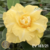 Muda Rosa do Deserto de enxerto com flor Dobrada na cor amarela - EV183/21