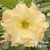 Muda Rosa do Deserto de enxerto com flor dobrada na cor amarela - MAGIC PÈROLA EV18/21 MAGIC PÉROLA