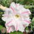 Muda Rosa do Deserto de enxerto com flor dobrada na cor Branca Matizada - EV192/21