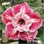 Muda Rosa do Deserto de enxerto com flor dobrada na cor Rosa Matizada -LOVE MORE EV198/21