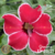 Muda Rosa do Deserto de enxerto com flor simples na cor Rosa Matizada - GRACIOSA EV20/21