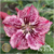 Muda Rosa do Deserto de enxerto com flor simples na cor Matizada - INFINITE - EV21/21