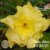 Muda Rosa do Deserto de enxerto com flor Tripla na Amarela Matizada - Matriz EV-24 NORA ALINE