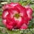 Muda Rosa do Deserto de enxerto com flor dobrada Bouquet na cor Matizada - BOUQUET MATIZADA DF EV34/21