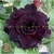 Muda Rosa do Deserto de enxerto com flor tripla na cor Roxa - OZZY - EV35/21
