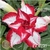 Muda Rosa do Deserto de enxerto com flor tripla estrela na cor Matizada - EV41/21 - FERRARI