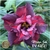 Muda Rosa do Deserto de enxerto com flor dobrada na cor Matizada - MÍSTER JOB EV43/21