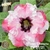 Muda Rosa do Deserto de enxerto com flor dobrada na cor Branca Matizada- MISTER OKUMURA EV51/21