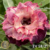 Muda Rosa do Deserto de enxerto com flor dobrada na cor Roxa Matizada - Matriz EV58/21