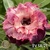 Muda Rosa do Deserto de enxerto com flor tripla na cor Matizada - EV58/21