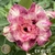 Muda Rosa do Deserto de enxerto com flor dobrada / tripla na cor Matizada - EV61/21