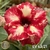 Muda Rosa do Deserto de enxerto com flor dobrada na cor Vermelha Matizada - EV63/21