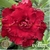 Muda Rosa do Deserto de enxerto com flor quadrupla na cor vermelha - ETNA EV65/21