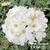 Muda Rosa do Deserto de enxerto com flor simples Bouquet na cor Branca - PLUMA BOUQUET - EV66/21