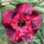 Muda Rosa do Deserto de enxerto com flor dobrada na cor Roxa Matizada - JUMA EV67-21