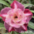 Muda Rosa do Deserto de enxerto com flor dobrada na cor Roxa Matizada - Matriz EV 68