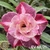 Muda Rosa do Deserto de enxerto com flor dobrada na cor matizada - EV68/21