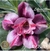 Muda Rosa do Deserto de enxerto com flor tripla na cor Roxa matizada - EV70-21