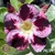 Muda Rosa do Deserto de enxerto com flor simples na cor Matizada - EV74/21