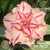 Muda Rosa do Deserto de enxerto com flor tripla na cor Coral - CORAL QUINTA DIMENSÃO EV76/21