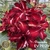 Muda Rosa do Deserto de enxerto com flor dobrada na cor Vermelha matizada PESSANHA- EV79/21 Pessanha