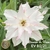 Muda Rosa do Deserto de enxerto com flor dobrada na cor Branca Matizada -BRANCA DE NEVE EV80/21