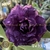 Muda Rosa do Deserto de enxerto com flor tripla na cor Roxa - EV93/21