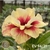 Muda Rosa do Deserto de enxerto com flor dobrada na cor Amarela Matizada - MARILYN - EV94/21