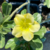 Muda Rosa do Deserto de enxerto com flor Simples na cor Amarela - Matriz EVB06