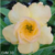 Muda Rosa do Deserto de enxerto com flor Dobrada na cor Amarela - Matriz EVM-30