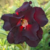Muda Rosa do Deserto de enxerto com flor Dobrada na cor Negra - Matriz EVM 48