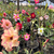 Kit com 10 mudas de Rosa do Deserto de sementes de 15 a 20 cm - Flores simples, dobradas e triplas. Cores variadas