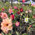 Kit com 50 mudas de Rosa do Deserto de sementes de 20 a 30 cm - Flores simples, dobradas e triplas. Cores variadas - comprar online