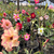 Kit com 30 mudas de Rosa do Deserto de sementes de 20 a 30 cm - Flores simples, dobradas e triplas. Cores variadas - comprar online