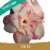 Muda Jovem de Rosa do Deserto de enxerto com flor Tripla na cor Branca matizada com Pink LM-22