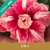 Muda Jovem de Rosa do Deserto de enxerto com flor Tripla na cor Matizada - LM4