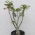 Muda Rosa do Deserto de enxerto com flor Dobrada na cor Negra - Matriz EVM 48 - comprar online
