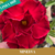 Muda Jovem de Rosa do Deserto de enxerto com flor tripla na cor Vermelha - MINERVA