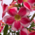 Planta adulta de Rosa do Deserto de semente com flor simples na cor Rosa Matizada - comprar online