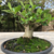 Adenium Arabicum EC - Ermerald Crown - comprar online